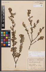 Foto von Salix aurita L.